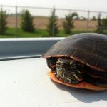 Pondering Turtle