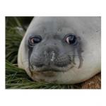 SAD SEAL