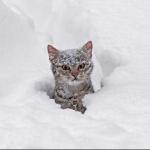 Crazy Snow Cat meme