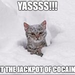 Crazy Snow Cat | YASSSS!!! I HIT THE JACKPOT OF COCAINE!!! | image tagged in crazy snow cat | made w/ Imgflip meme maker