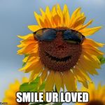 Cool sunflower | SMILE UR LOVED | image tagged in cool sunflower | made w/ Imgflip meme maker