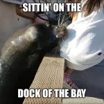 Sea Lion | SITTIN' ON THE; DOCK OF THE BAY | image tagged in sea lion | made w/ Imgflip meme maker