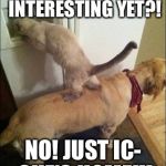 Cupboard Raiders | FOUND ANYTHING INTERESTING YET?! NO! JUST IC- SHE'S HOME!!! | image tagged in smart animals,memes | made w/ Imgflip meme maker