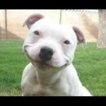 Smiling Dog