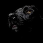 black dog of depression