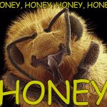 Some people got to have it... Some people really need it... | HONEY, HONEY, HONEY, HONEY; HONEY | image tagged in honeybee,memes,honey,apiculture beekeeping,o'jays,ship ahoy | made w/ Imgflip meme maker