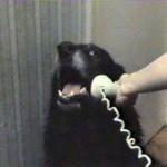 dog telephone meme