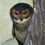 Red Eye Owl