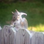 Squirrel moving out