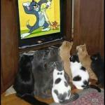 Cats watching Tom N Jerry meme