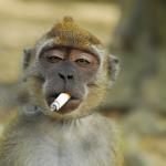Smoking monkey meme