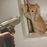 kitten at gunpoint 