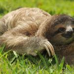 Creeping Sloth