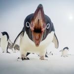 Apololypse penguin