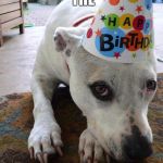 Pitbull Birthday Hat | DON'T DISSRESPECT THE DOGGY FACE. | image tagged in pitbull birthday hat | made w/ Imgflip meme maker