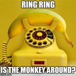 Banana Phone | RING RING; IS THE MONKEY AROUND? | image tagged in banana phone | made w/ Imgflip meme maker