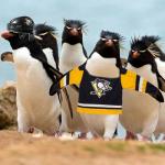 Penguins Win