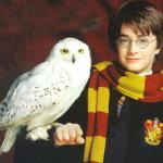 harry potter owl