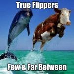 IMGFLIP, Flip, Flip, Flip, Flip | True Flippers; Few & Far Between | image tagged in memes | made w/ Imgflip meme maker