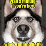 You can't fool dogs. They can sense it.  | Wait a minute, if you're here; who's running Hell? | image tagged in surprise dog,the devil | made w/ Imgflip meme maker