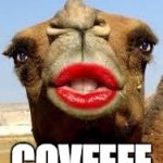 Camel face | DESPITE HUMPDAY; COVFEFE | image tagged in camel face | made w/ Imgflip meme maker