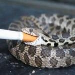 Smoking Snake meme