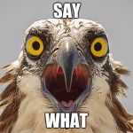 say what bird | SAY; WHAT | image tagged in say what bird | made w/ Imgflip meme maker