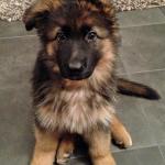 Cute Puppy German Shepherd meme