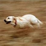 Speedy doggo