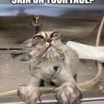 Angry Wet Cat | YOU SEE THAT SKIN ON YOUR FACE? YOU WON'T TOMORROW | image tagged in angry wet cat,memes | made w/ Imgflip meme maker