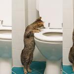 cat looking in toilet