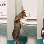 and you say the litter box is gross? | WHAT THE . . . ? YOU GOTTA CHANGE YOUR DIET | image tagged in cat looking in toilet,memes,cats,toilet,toilet humor | made w/ Imgflip meme maker