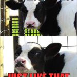 cows | WHEN I MOO, YOU MOO; JUST LIKE THAT | image tagged in cows | made w/ Imgflip meme maker