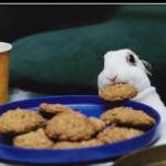 Bunny eating cookie