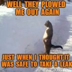 cats | WELL  THEY  PLOWED  ME  OUT  AGAIN JUST  WHEN  I  THOUGHT IT  WAS  SAFE  TO  TAKE  A  LEAK | image tagged in cats | made w/ Imgflip meme maker