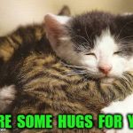 Hug cats | HERE  SOME  HUGS  FOR  YOU | image tagged in hug cats | made w/ Imgflip meme maker