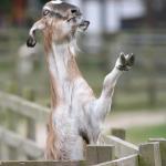 pointing goat