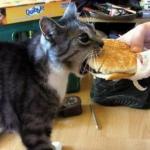 Cheeseburger cat
