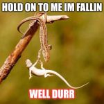hang in there lizards | HOLD ON TO ME IM FALLIN; WELL DURR | image tagged in hang in there lizards | made w/ Imgflip meme maker