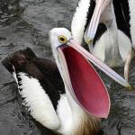 Happy pelican