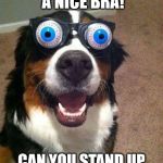 Surprised Dog | THAT LOOKS LIKE A NICE BRA! CAN YOU STAND UP AND MODEL IT FOR US? | image tagged in surprised dog | made w/ Imgflip meme maker