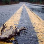 Frog Roadkill