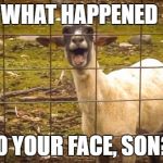 Screaming goat | WHAT HAPPENED; TO YOUR FACE, SON?! | image tagged in screaming goat | made w/ Imgflip meme maker