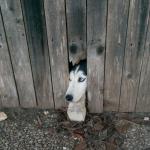 Husky fence