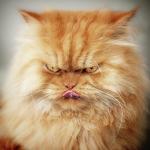 pissed pussy