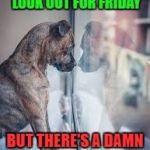 Ugh, Monday. On the bright side, at least it's the last normal Monday of school... | I AM TRYING TO LOOK OUT FOR FRIDAY; BUT THERE'S A DAMN CAMEL IN THE WAY | image tagged in dog looking out window,memes | made w/ Imgflip meme maker