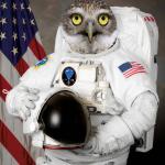 Astronaut Owl