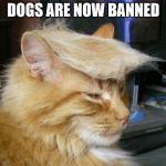 Cat Trump | DOGS ARE NOW BANNED | image tagged in cat trump | made w/ Imgflip meme maker