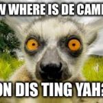 Funny animals | NOW WHERE IS DE CAMERA; ON DIS TING YAH? | image tagged in funny animals,donald trump,memes,coffee,grumpy cat | made w/ Imgflip meme maker