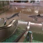 Shark Mall